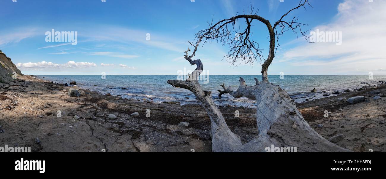 Plage de pierres de la mer Baltique avec vieux arbre mort - Panorama Banque D'Images