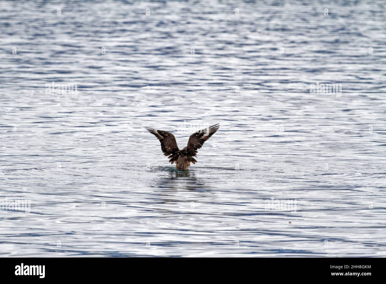 Aigle volant au-dessus de l'eau et pêche dans le canal Beagle près d'Ushuaia - Argentine Banque D'Images