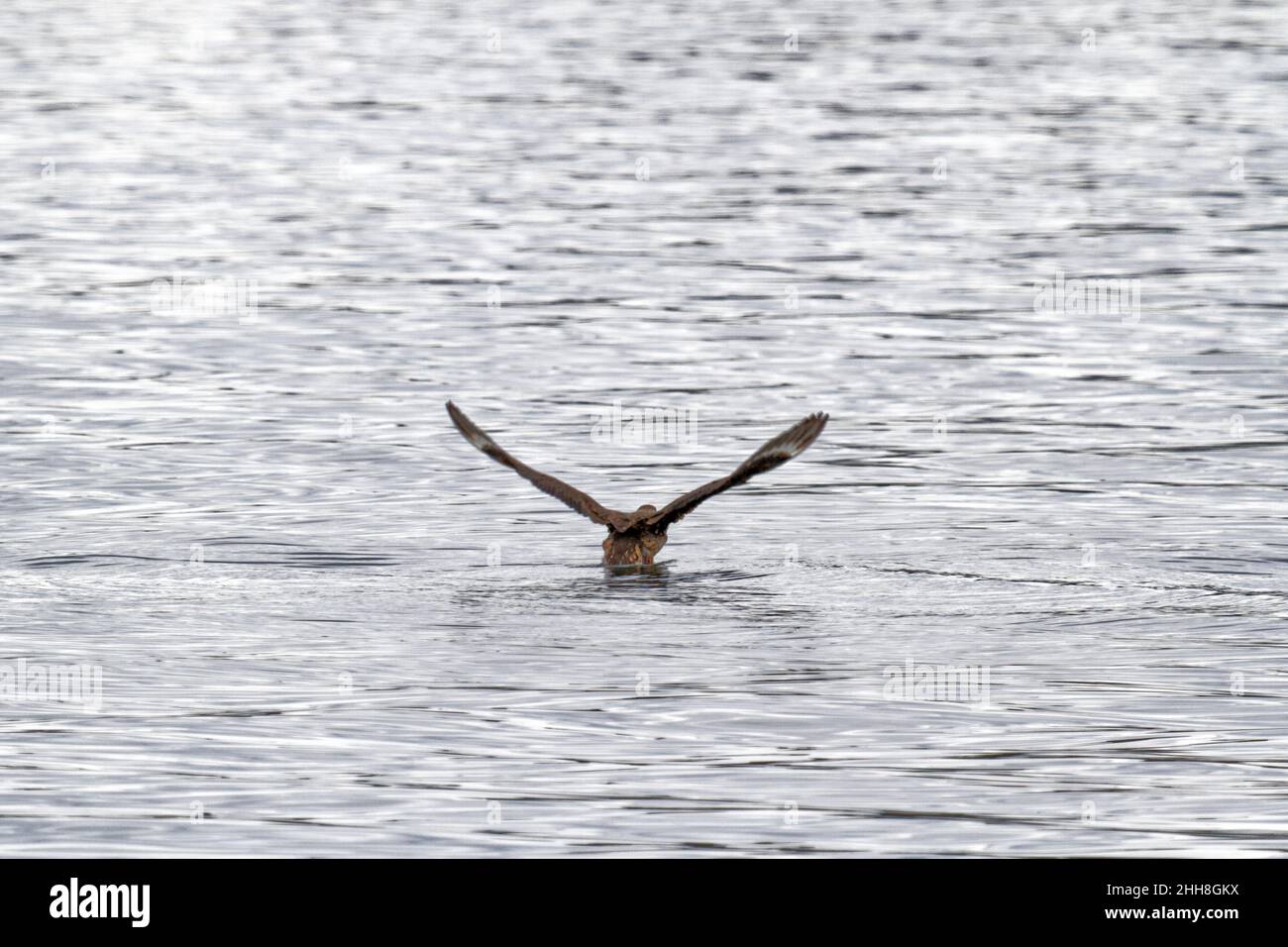 Aigle volant au-dessus de l'eau et pêche dans le canal Beagle près d'Ushuaia - Argentine Banque D'Images
