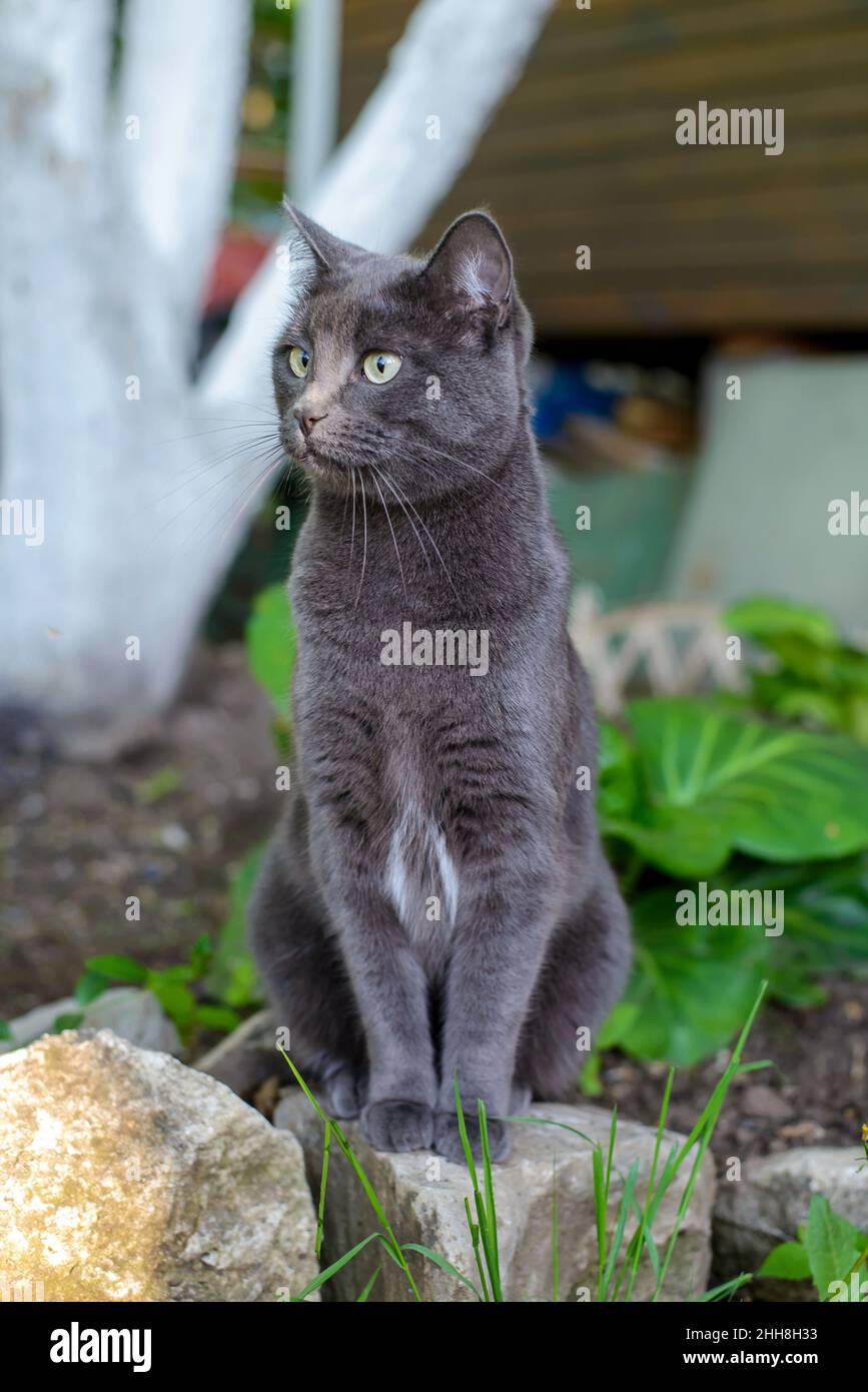 Beau chat gris foncé mignon assis dans le jardin d'été Banque D'Images