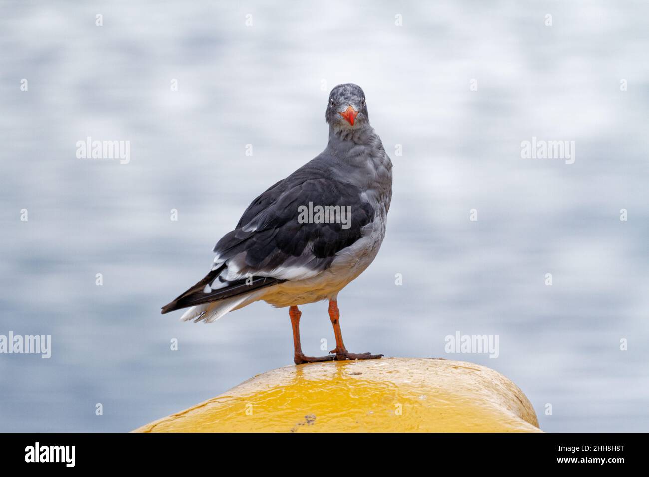 Dolphin Gull, Larus scoresbii est plus petit gull.Les goélands des dauphins à Ushuaia - Argentine Banque D'Images