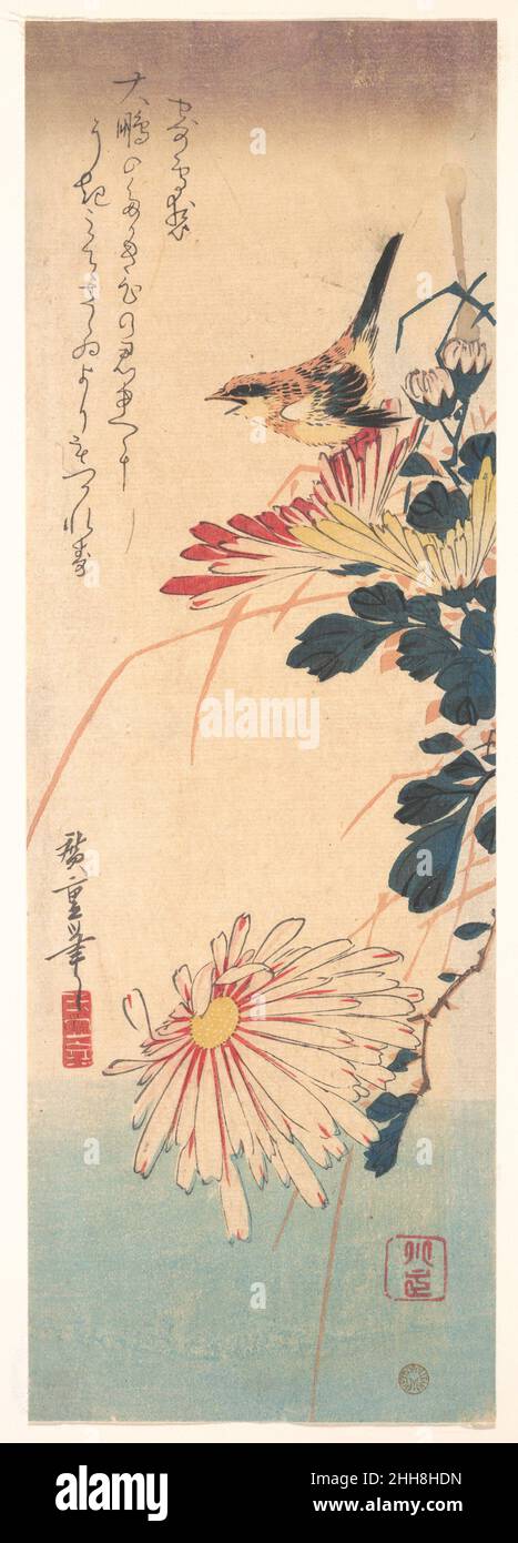 A Wren et Chrysanthemums ca.1830 Utagawa Hiroshige japonais intrigant, l'artiste a emprunté à la fois sa représentation du wren (misosazai) et du ky?ka qui l'accompagne (trente-et-une syllabe verset witty) du livre de poésie Myriad Birds (Momo chidori, ca.1790), illustré par Kitagawa Utamaro et publié environ quatre décennies auparavant.Le poème est sur tomber amoureux d'un courtesan de haut rang et a été composé par Karagoromo Kissh?(1743–1802), un poète samouraï qui fut l'un des pionniers de la renaissance de ky?ka à la fin du xviiie siècle.???????????????????????????????Taih ?pas de takaki kokoro no ki Banque D'Images