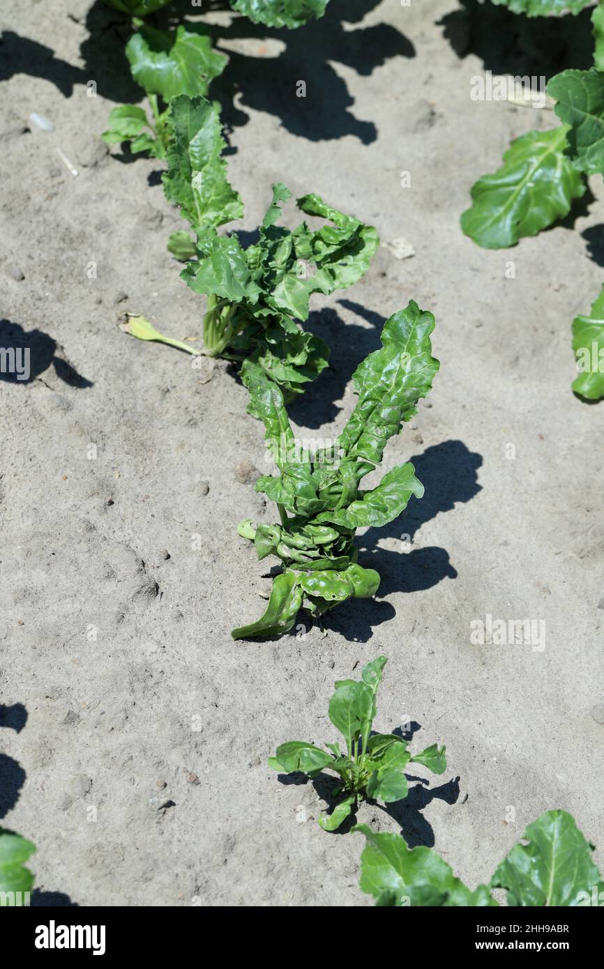 Plantes de betterave endommagées par les produits de protection des cultures - phytotoxicité, plantes déformées. Banque D'Images