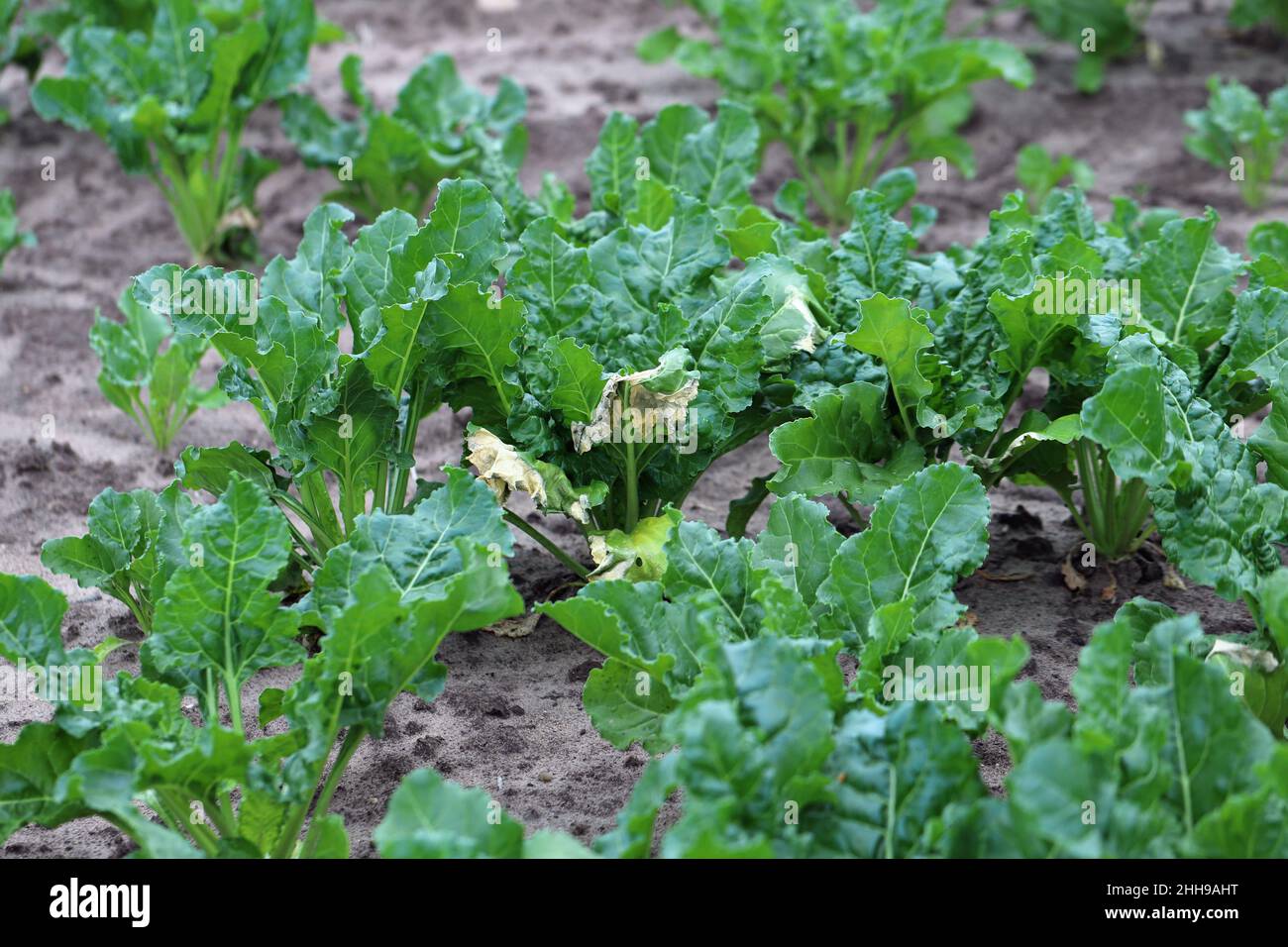 Plantes de betterave à sucre avec symptômes d'infection bactérienne - feuilles de séchage. Banque D'Images