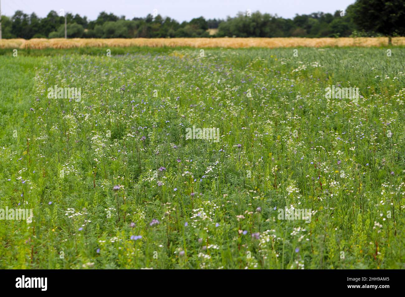 Prairie de fleurs semée entre les cultures dans un paysage agricole. Banque D'Images