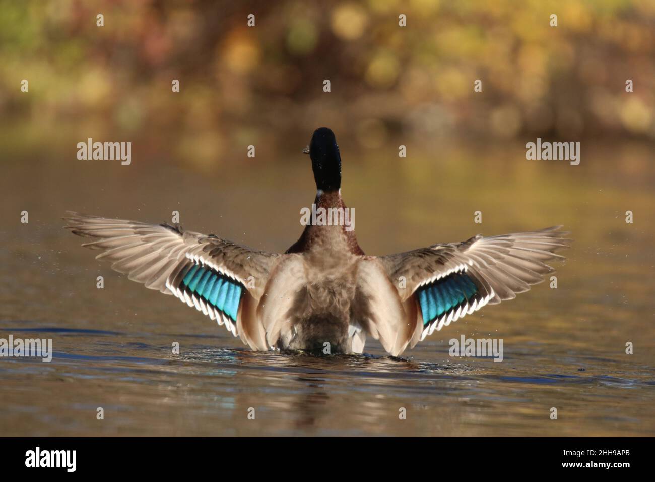 Drake Mallard canard Anas platyrhynchos ailes de flipping pour secouer l'eau Banque D'Images