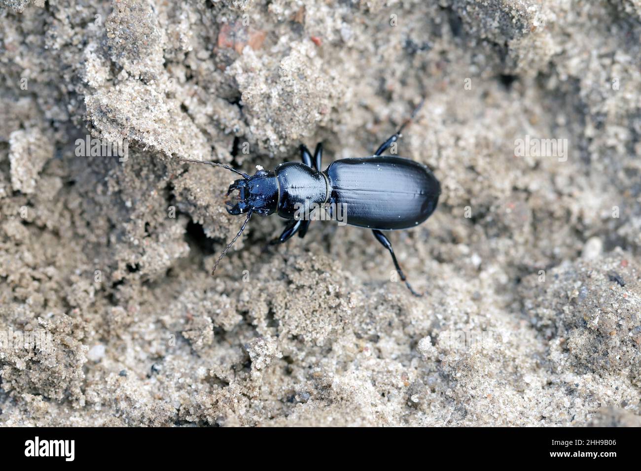 Un coléoptère Broscus céphalotes de la famille des Carabidés - coléoptères terrestres sur les sols en milieu agricole.C'est un prédateur qui chasse aux ravageurs des plantes Banque D'Images