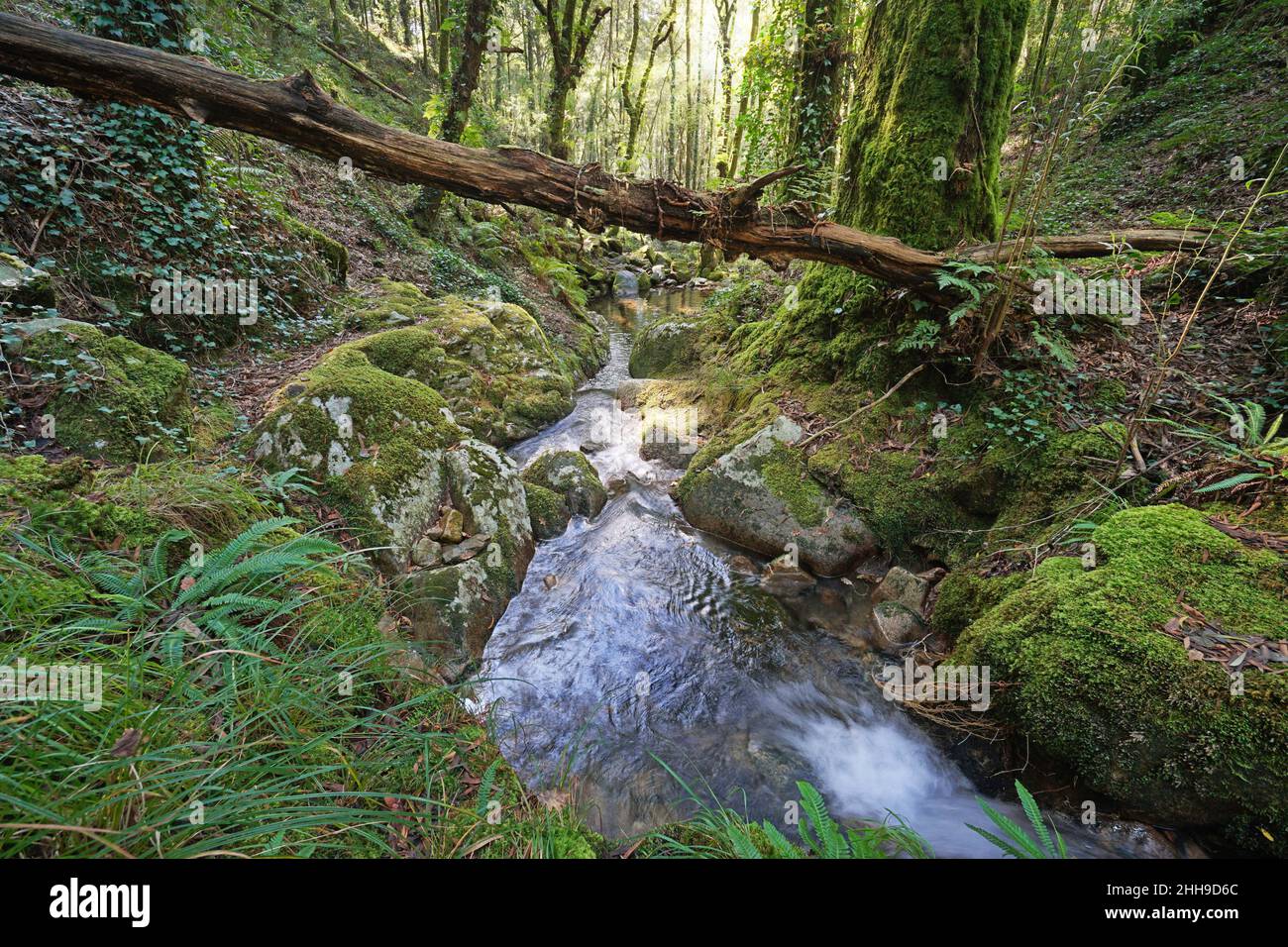 Ruisseau sauvage dans la forêt, Espagne, Galice, Rio de la Fraga, province de Pontevedra Banque D'Images