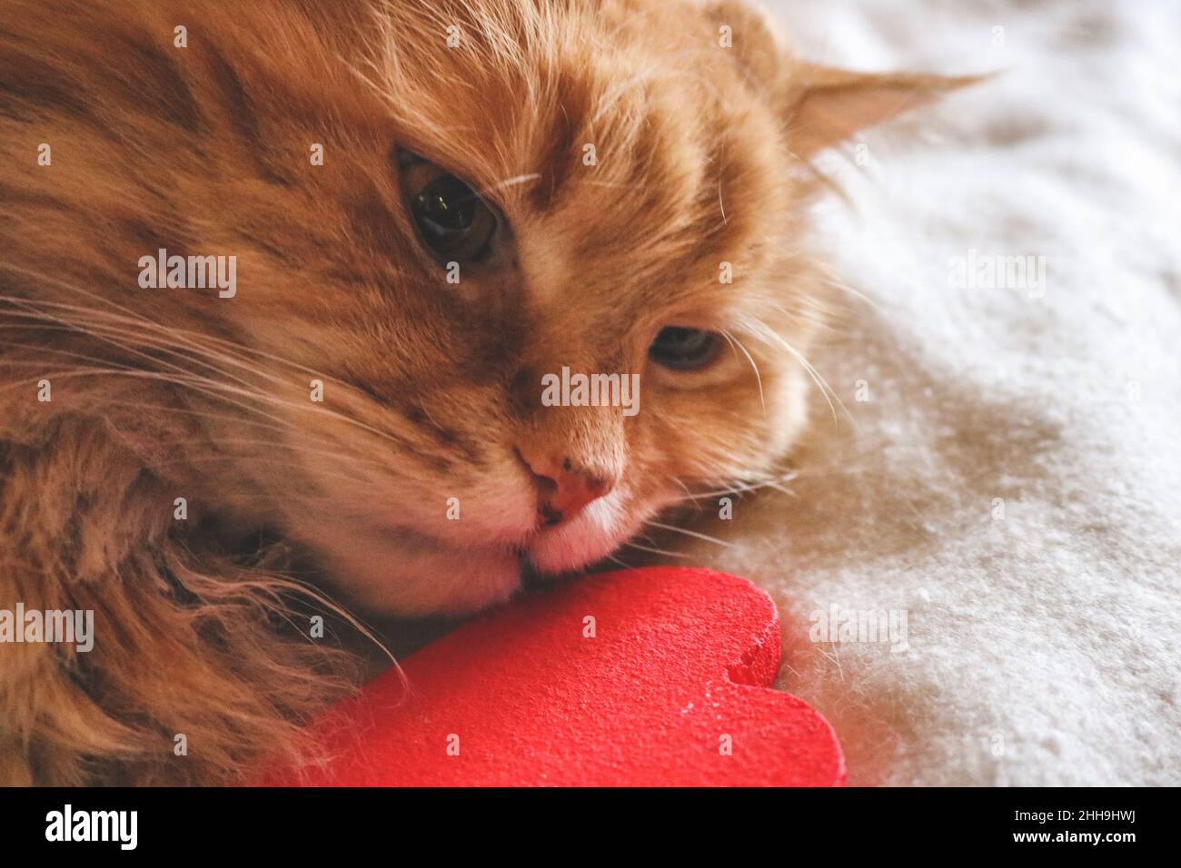 Chat au gingembre avec un coeur rouge Banque D'Images