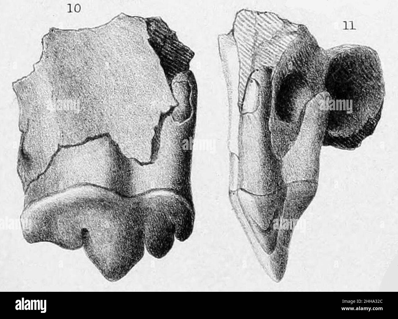 Holotype de Smilodon fatalis. Banque D'Images Holotype de Smilodon fatalis. Banque D'Images