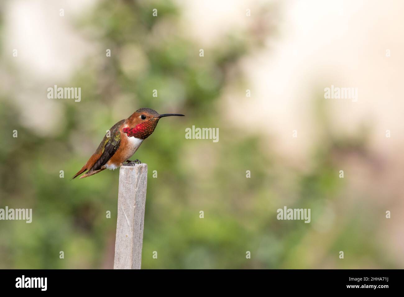 colibri d'allen , Sélasphorus sasin , homme adulte .Perchée dans un jardin du sud de la Californie. Banque D'Images