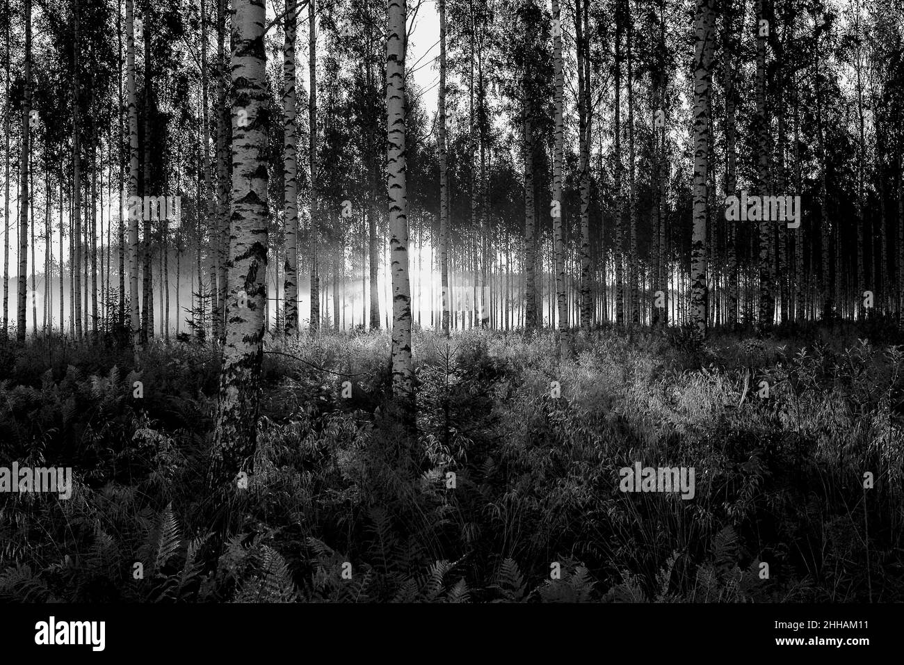 Photographie en noir et blanc de la forêt de bouleaux au lever du soleil, Savonlinna, Finlande, Scandinavie, 2019. Banque D'Images