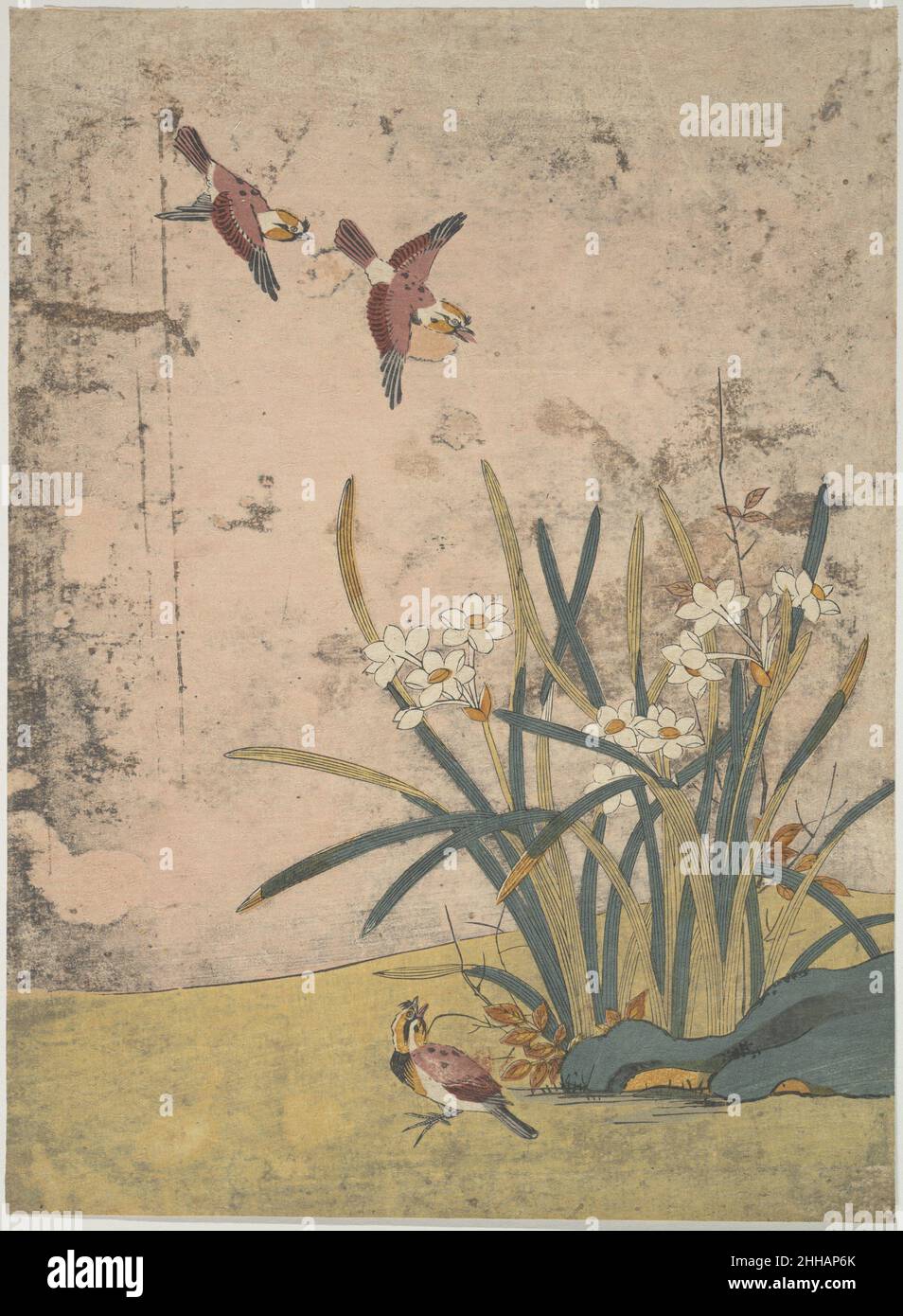 Birds and Narcissus Suzuki Harunobu japonais.Oiseaux et Narcissus 55813 Banque D'Images