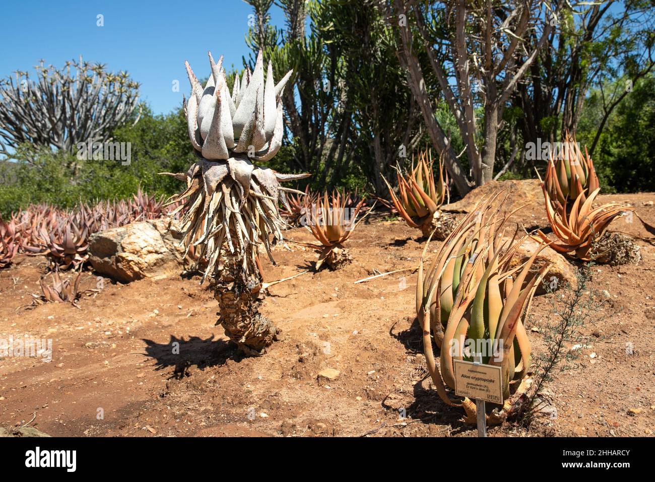 Worcester.23rd janvier 2022.Photo prise le 23 janvier 2022 montre des plantes d'aloès au jardin botanique national du désert de Karoo à Worcester, Afrique du Sud.Le jardin botanique national du désert de Karoo, d'une superficie de 154 hectares, cultive et expose une grande variété de plantes endémiques dans les environnements arides et semi-arides.Crédit: LYU Tianran/Xinhua/Alay Live News Banque D'Images