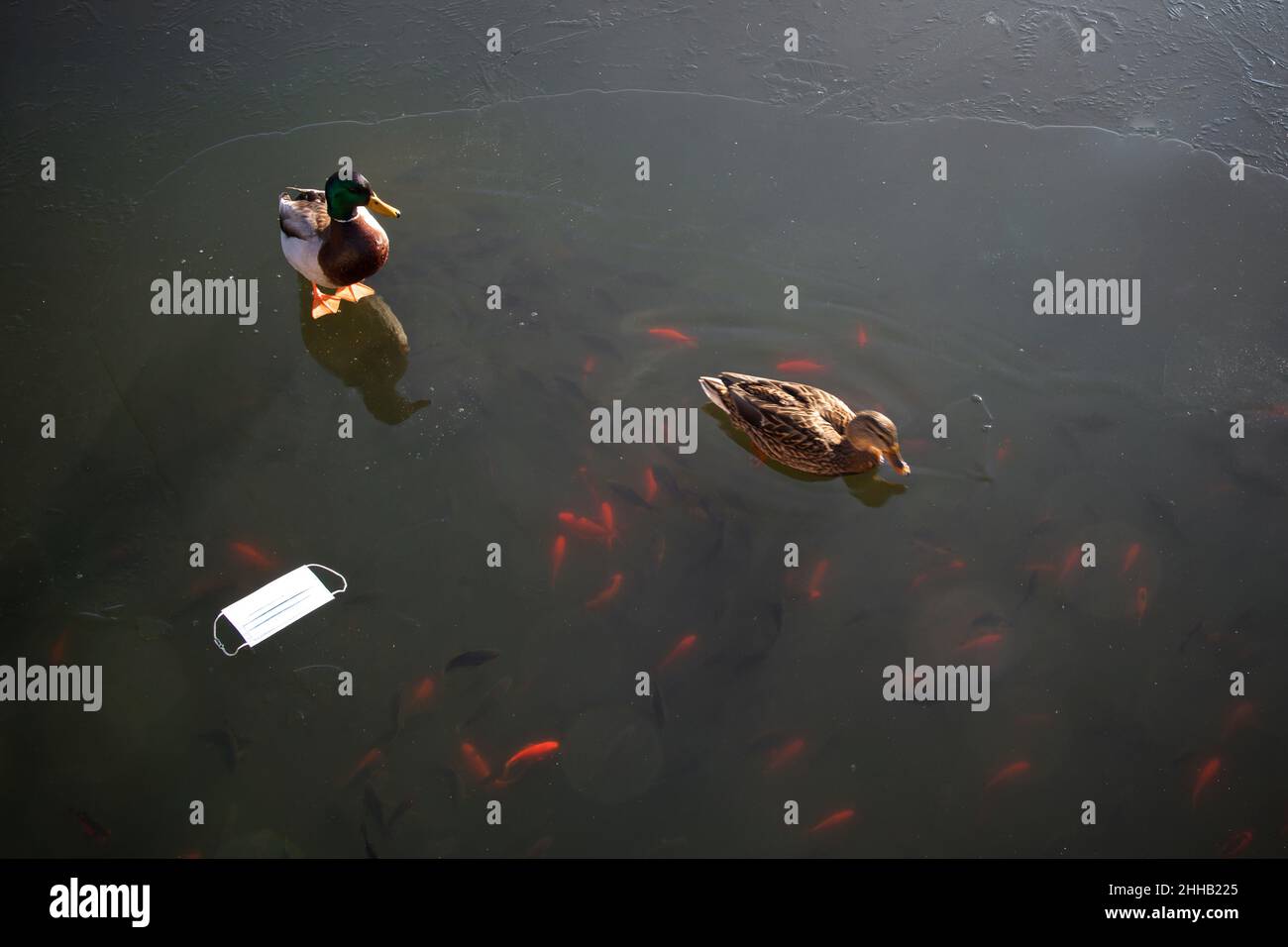 Canard colvert debout à côté d'un masque protecteur sur un lac gelé.Pollution par les déchets habitats animaux sauvages contaminés, effets de la maladie COVID-19. Banque D'Images