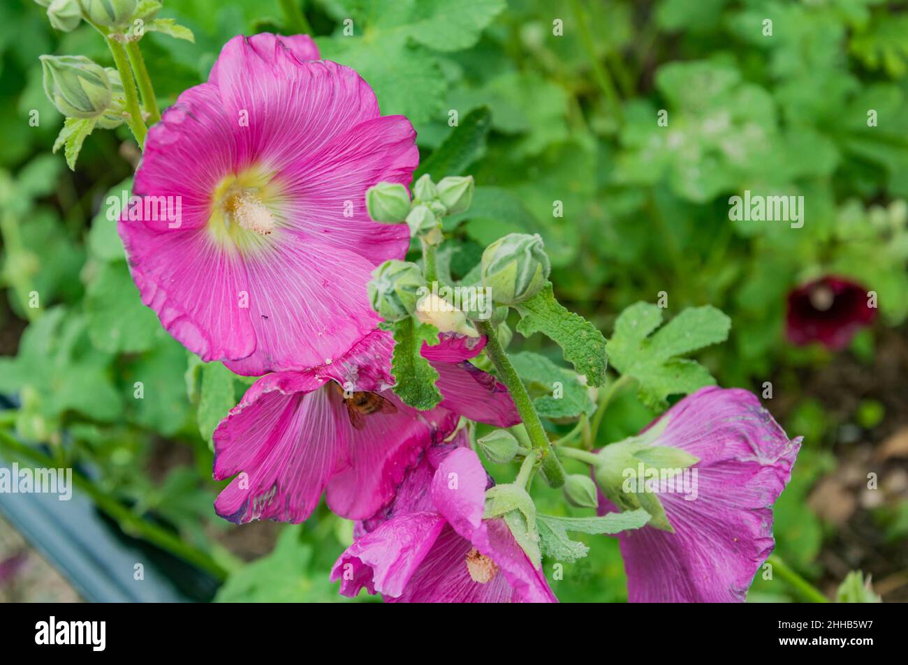 Hibiscus Blooms, Harpers Ferry, Virginie occidentale, États-Unis Banque D'Images