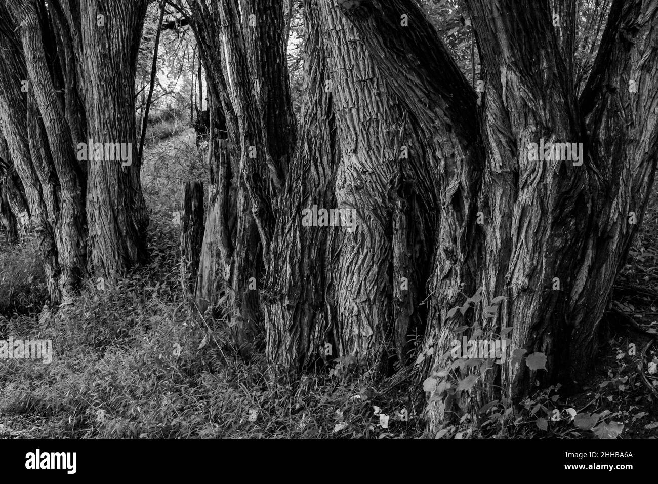 Forêt hantée, Richard M Nixon County Park, York County, Pennsylvanie, États-Unis Banque D'Images