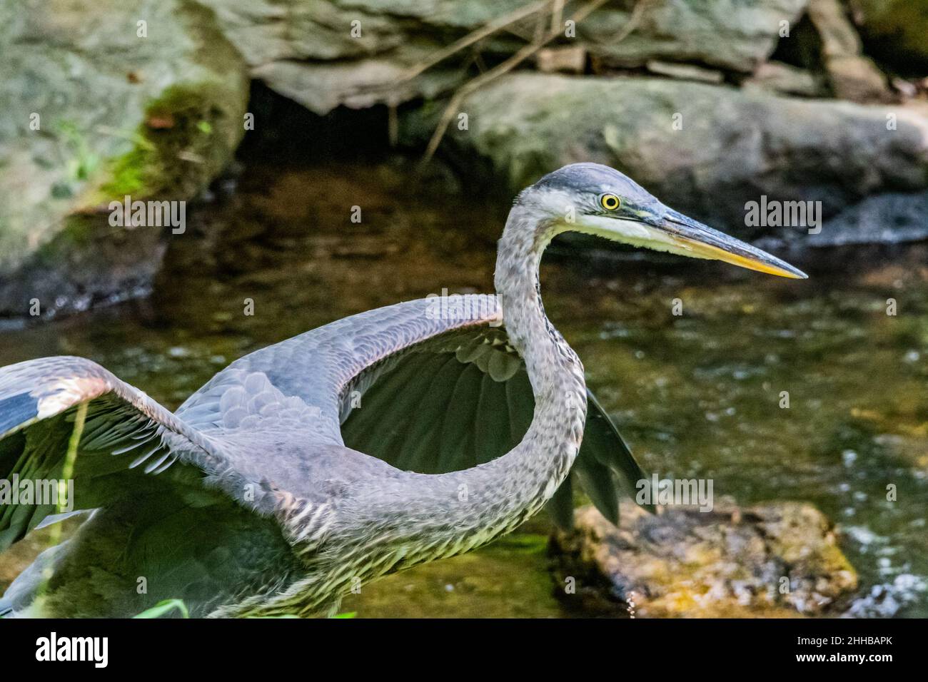 Great Blue Heron envol, Richard M Nixon County Park, York County, Pennsylvanie, États-Unis Banque D'Images
