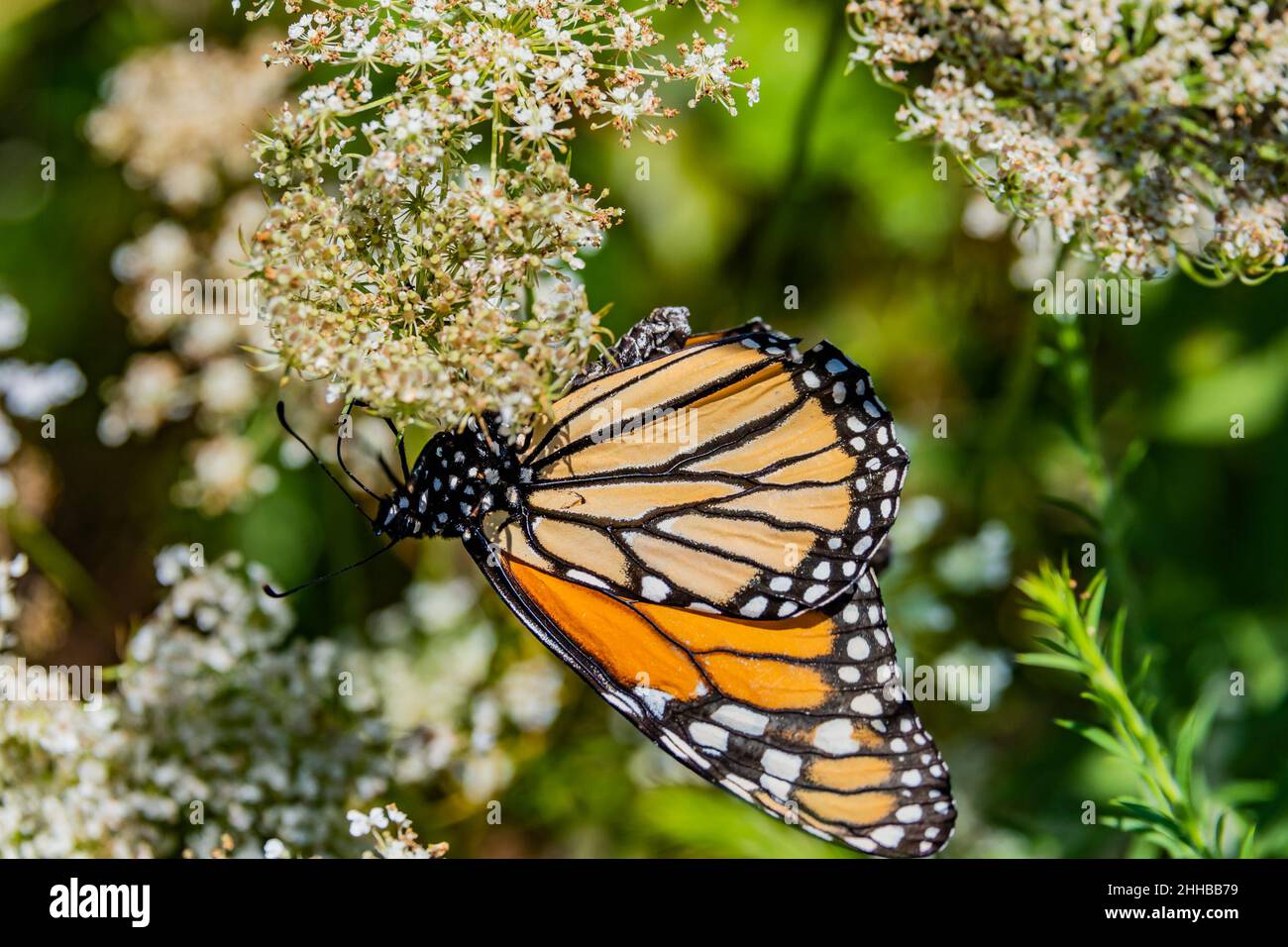 Monarch Butterfly on Wild Carrot, Richard M Nixon County Park, York County, Pennsylvanie, États-Unis Banque D'Images