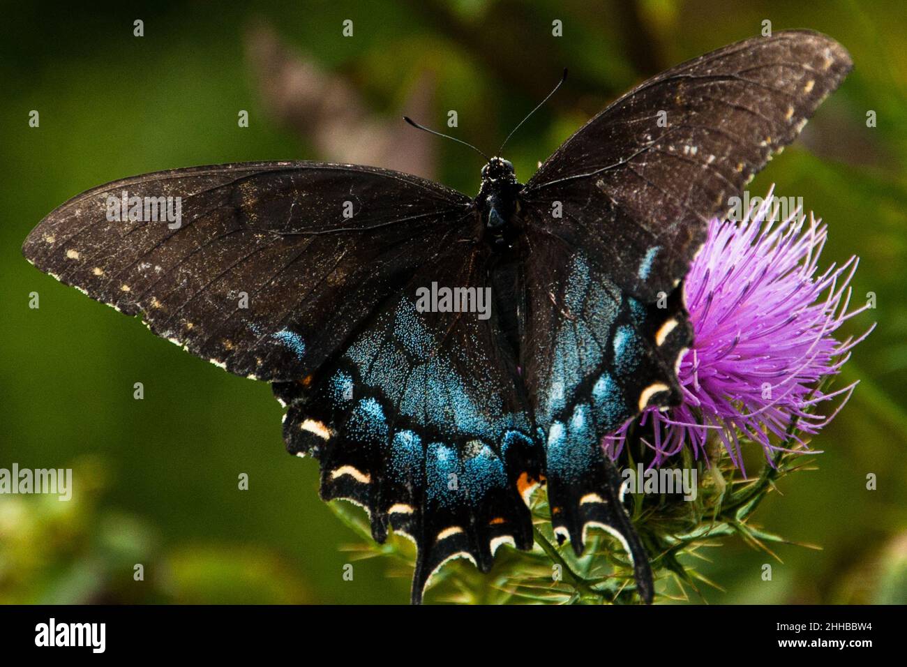 Black Swallowtail sur Thistle, Parc national de Shenandoah, Virginie, États-Unis Banque D'Images