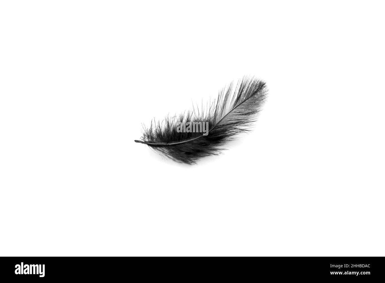 Plume noire douce isolée sur fond blanc Banque D'Images Plume noire douce isolée sur fond blanc Banque D'Images