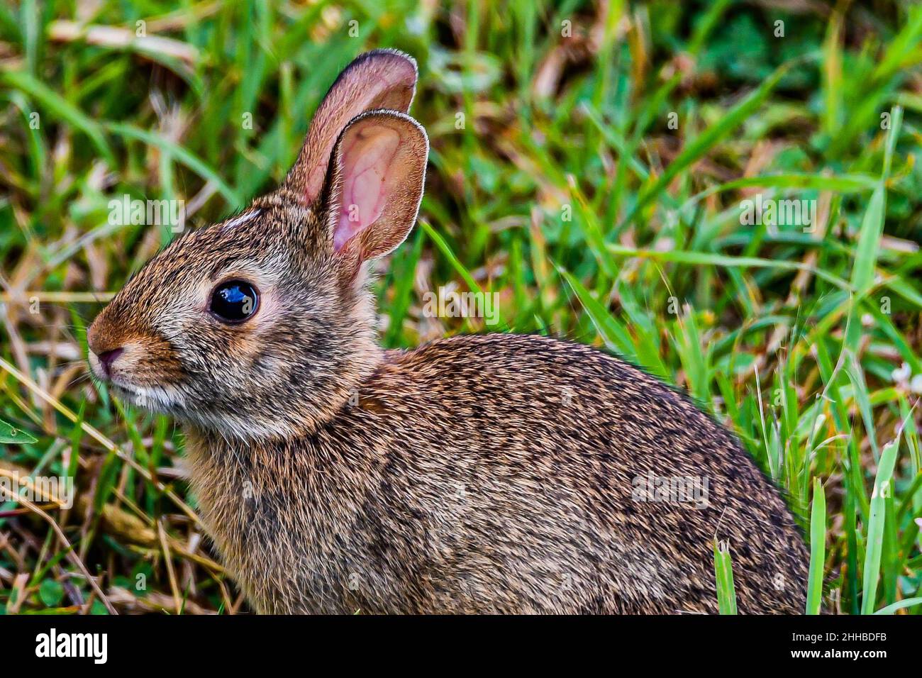 Photo d'un lapin dans le Meadow, Richard M Nixon County Park, Pennsylvanie États-Unis Banque D'Images