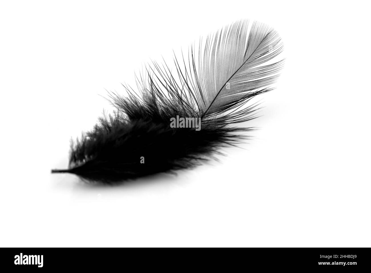 Plume noire douce isolée sur fond blanc Banque D'Images