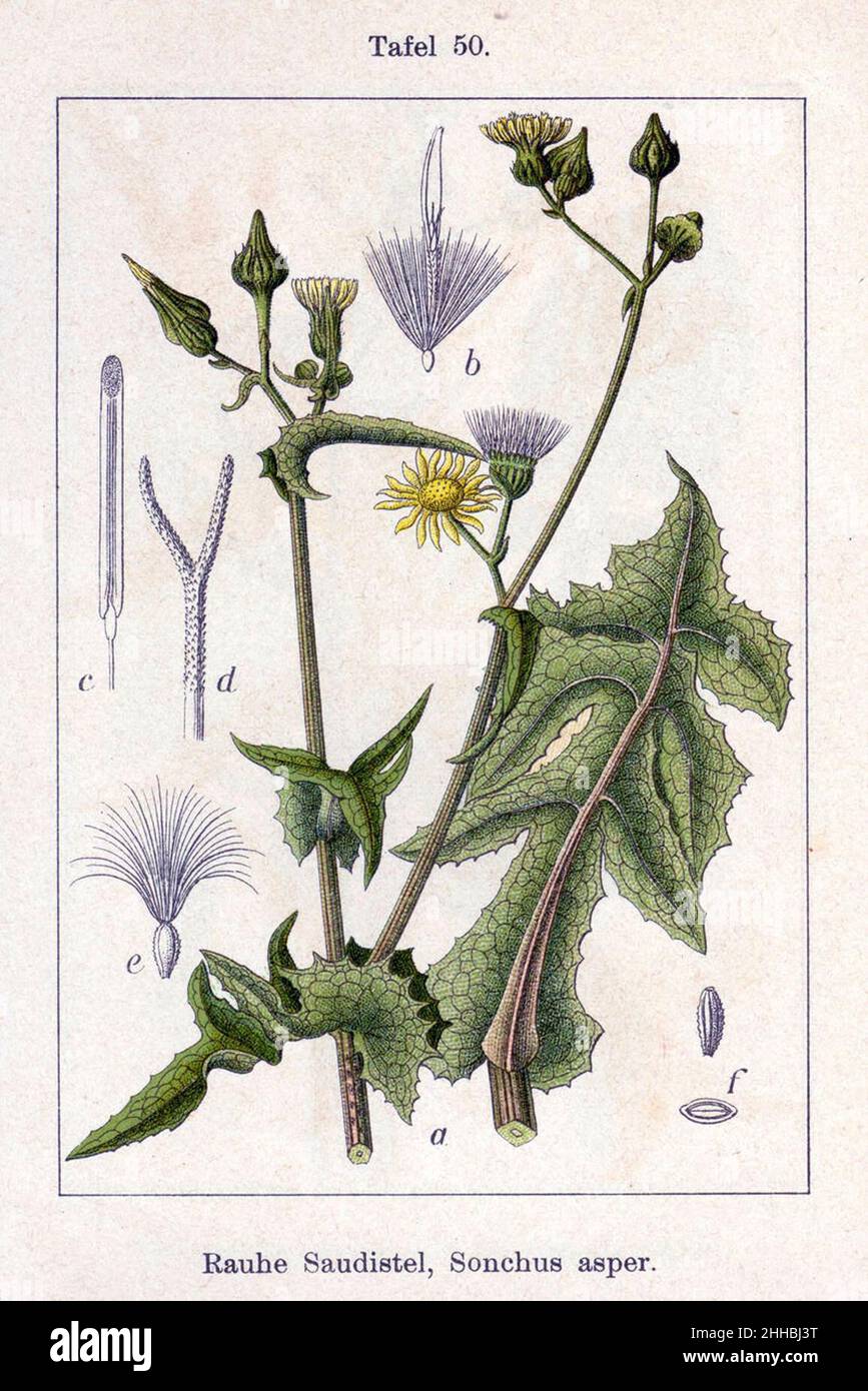 Sonchus asper Sturm50. Banque D'Images