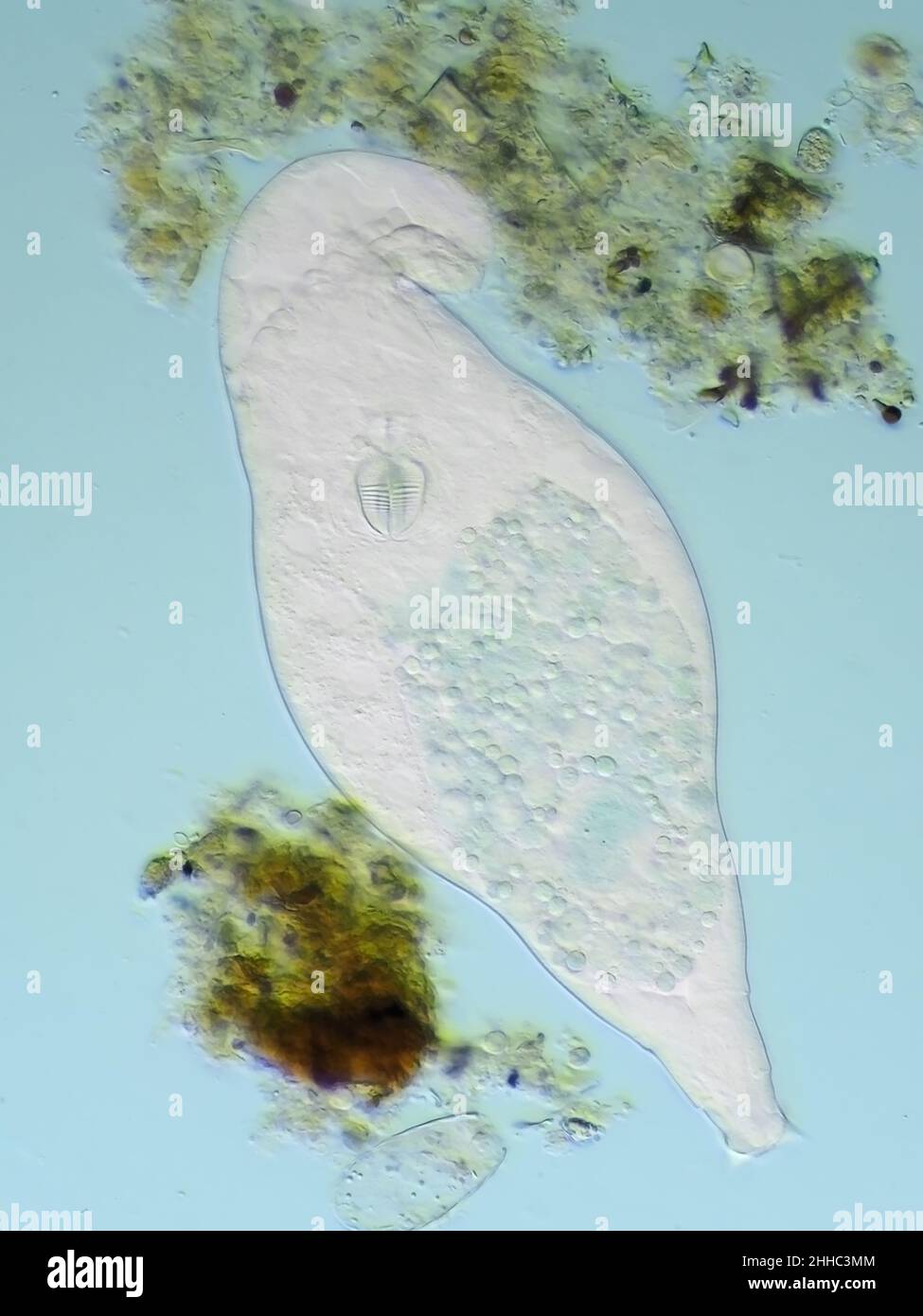 Rotifer de bdelloïde sous le microscope, le champ de vision vertical est d'environ 0,24mm Banque D'Images