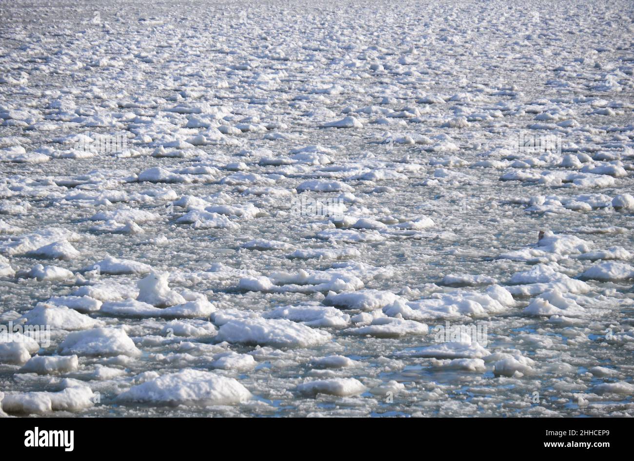 Des amas de neige et de glace frasil à la surface de l'eau de la rivière glaciale au début de la saison hivernale Banque D'Images