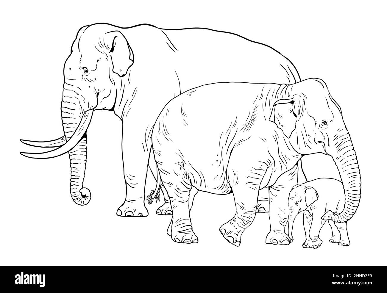 Famille des éléphants d'Asie.Éléphant de taureau, vache et bébé éléphant.Modèle numérique pour livre de coloriage. Banque D'Images