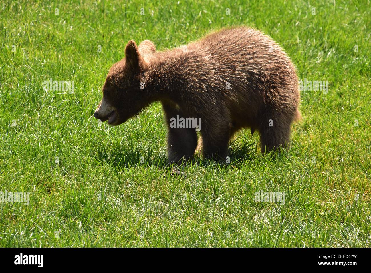 Tres Mignon Bebe Ours Brun Cub Jouant Dehors Dans L Herbe En Ete Photo Stock Alamy