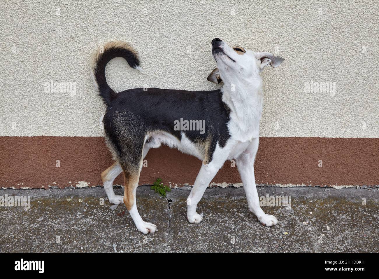 Des chiens sans-abri multicolores s'en sont tirés au sujet du mur de ciment fuyant les démangeaisons Banque D'Images