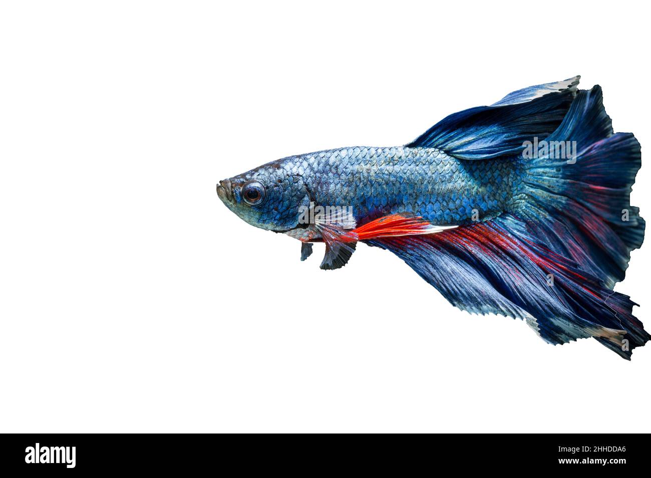 Poissons de combat siamois isolé sur fond noir Banque D'Images