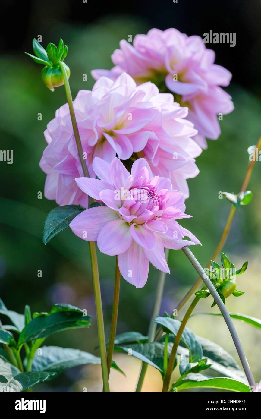 Dahlia 'Ocean Bird'.Dahlia aux nénuphars, rose et lavande Banque D'Images