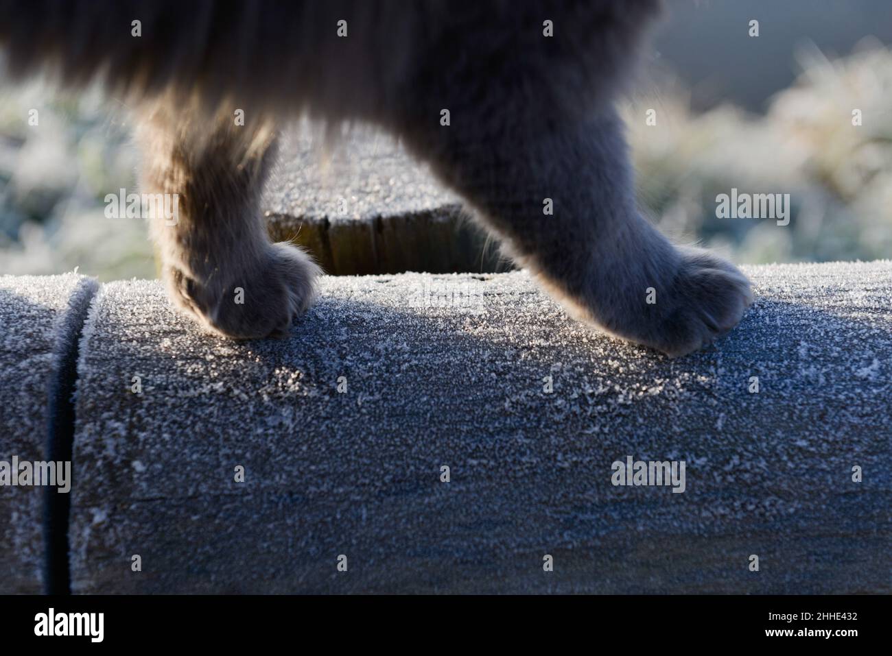 Détail des pattes d'un chat marchant sur une rambarde en bois gelée en hiver par une journée ensoleillée Banque D'Images