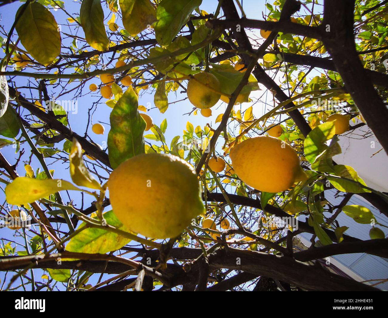 arbre de feuilles d'agrumes de citron en gros plan en été Banque D'Images