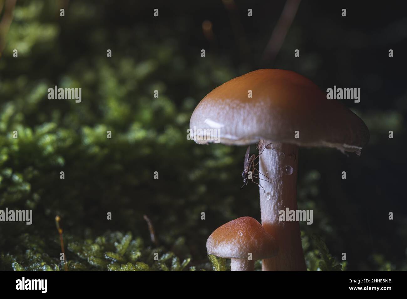 Photo macro d'un champignon avec un moustique dessus. Pris sur une journée humide dans la forêt. Banque D'Images