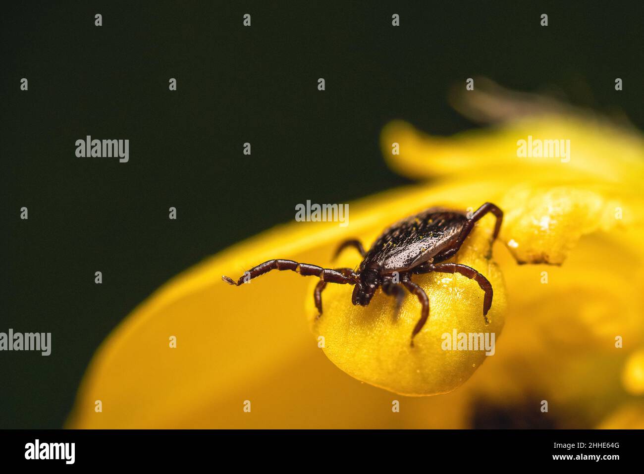 Photo macro d'une tique en attente d'une fleur jaune pour inférer un hôte. Banque D'Images