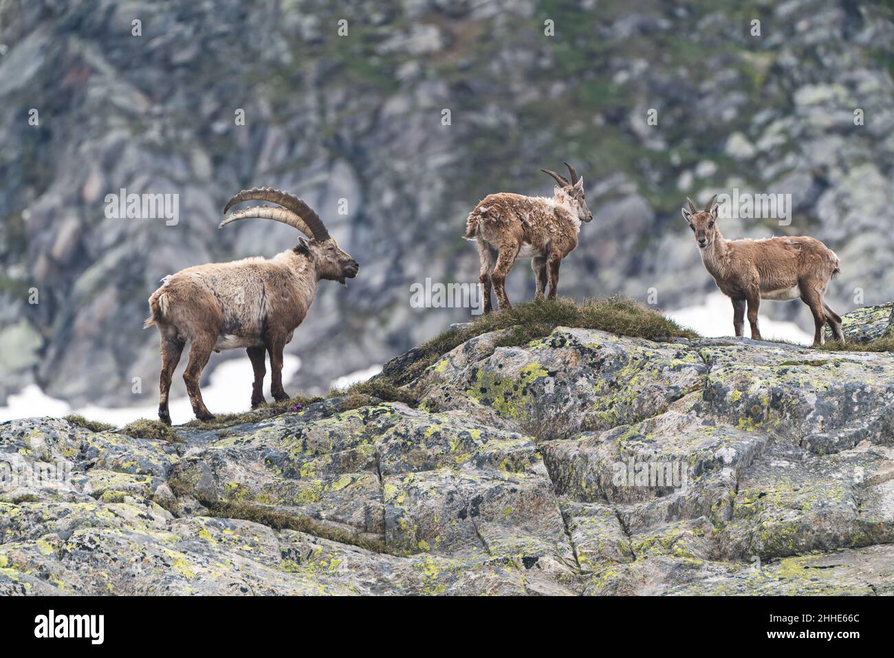 Trois ibexes dans les montagnes des Alpes suisses. Banque D'Images