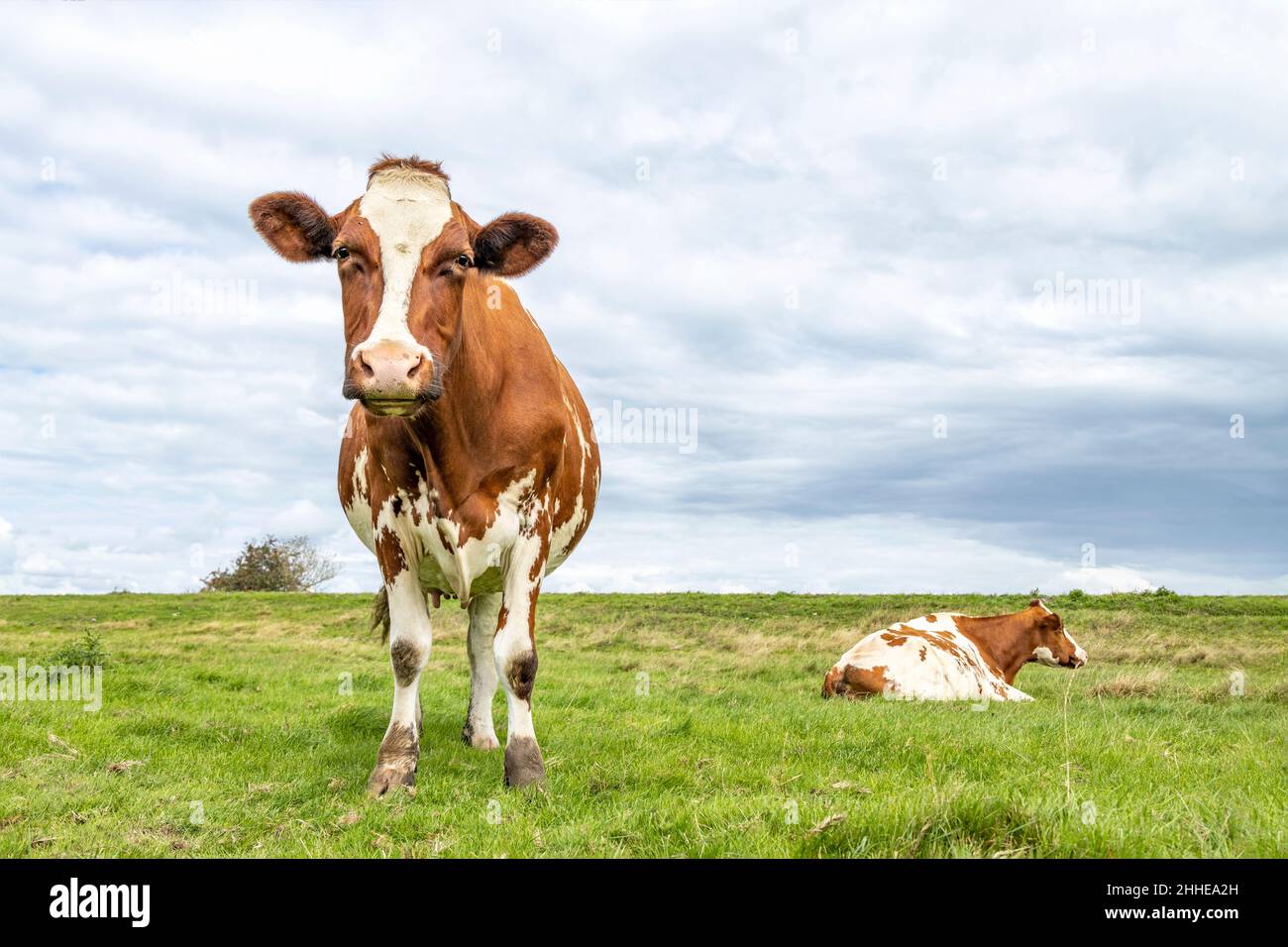 Vache triste et mélancolique dans un champ sous un ciel bleu et un horizon lointain Banque D'Images