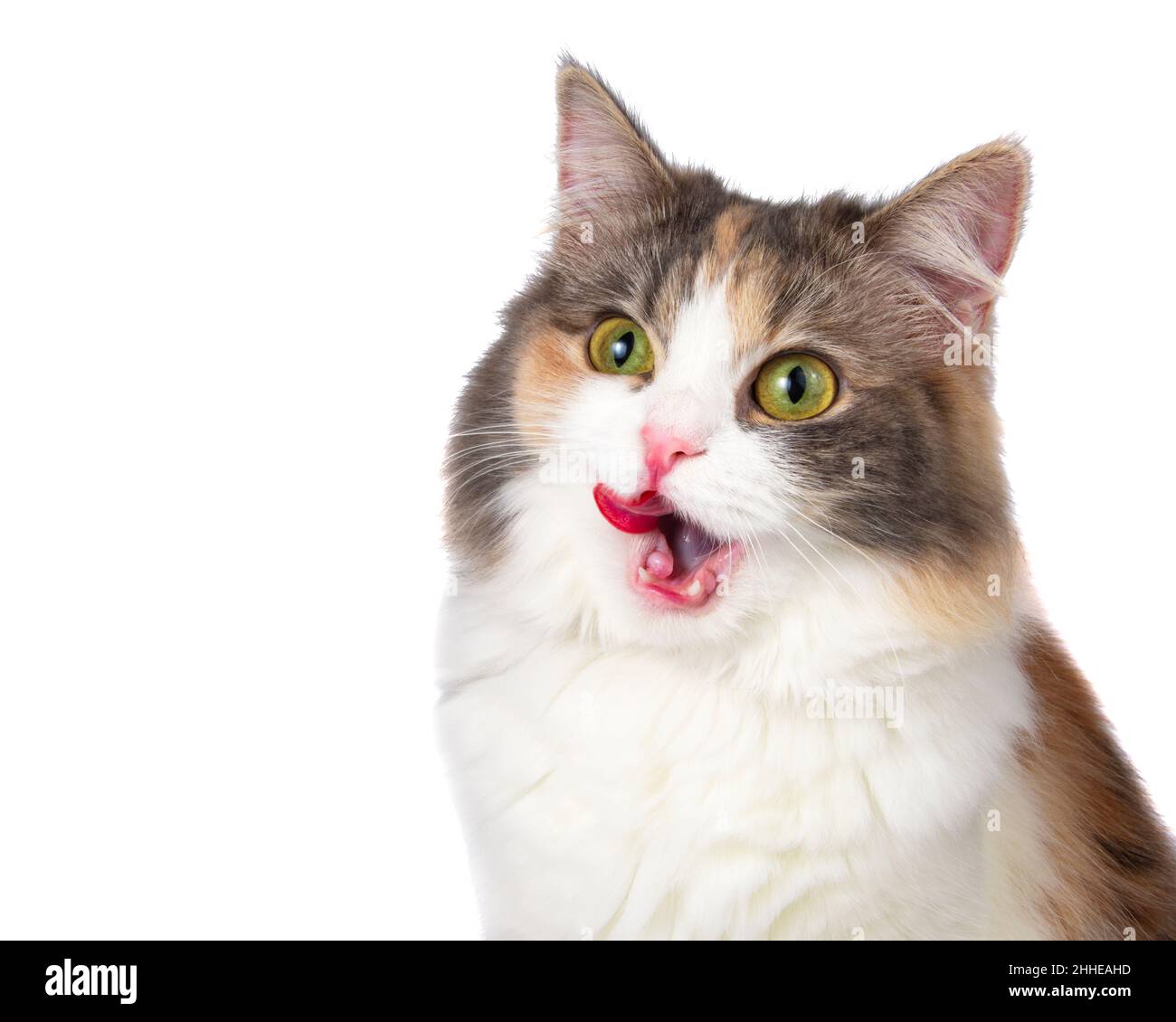 Chat coloré drôle multicolore manger isolé sur le fond blanc Banque D'Images