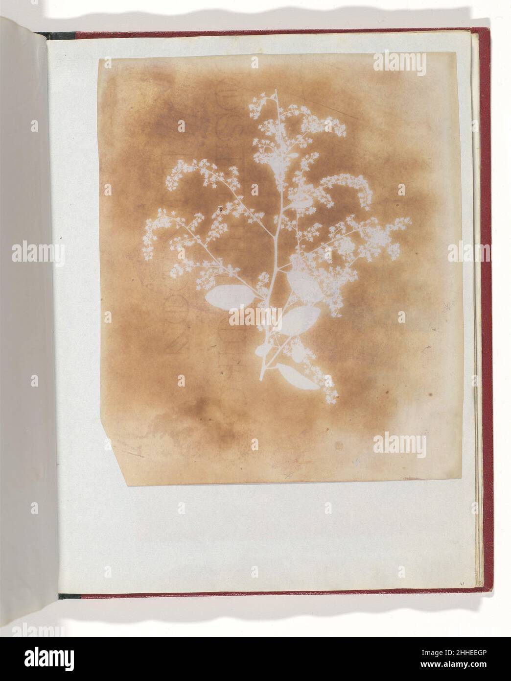 [Dessin photogénique d'une plante] 1839–40 William Henry Fox Talbot British.[Dessin photogénique d'une plante] 289212 Banque D'Images