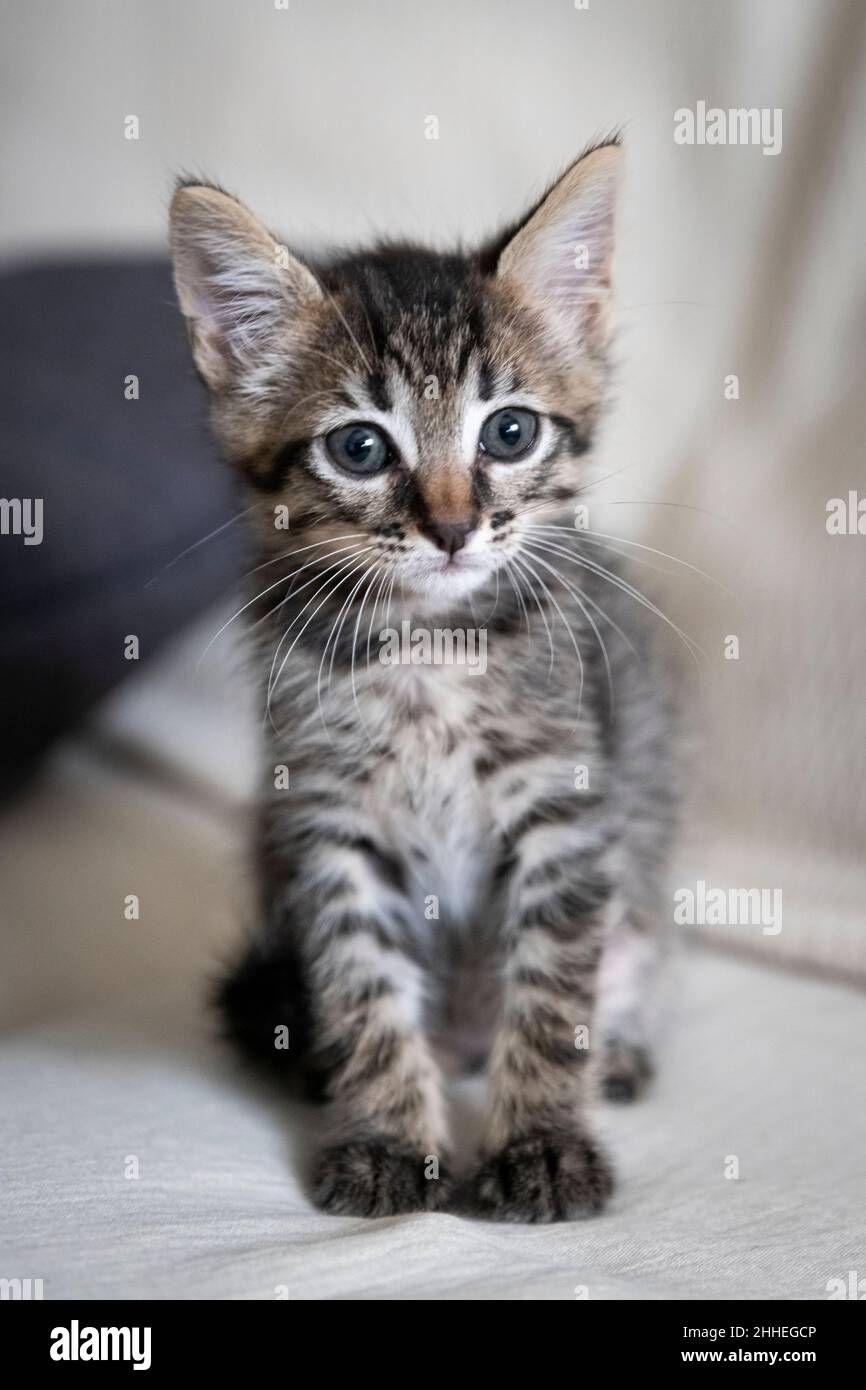 Gros plan d'un adorable chaton assis sur le canapé Banque D'Images