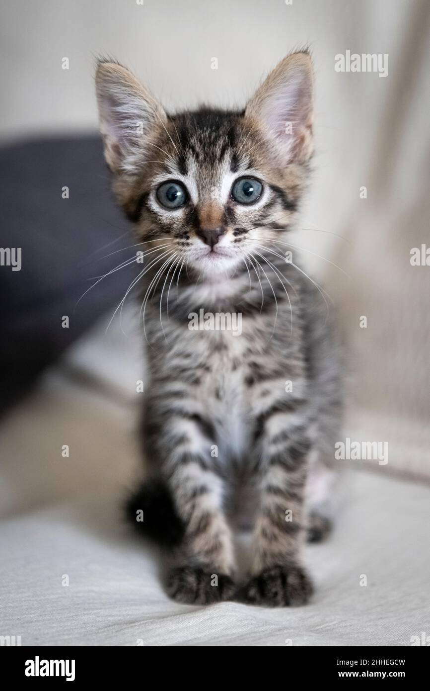 Gros plan d'un adorable chaton assis sur le canapé Banque D'Images