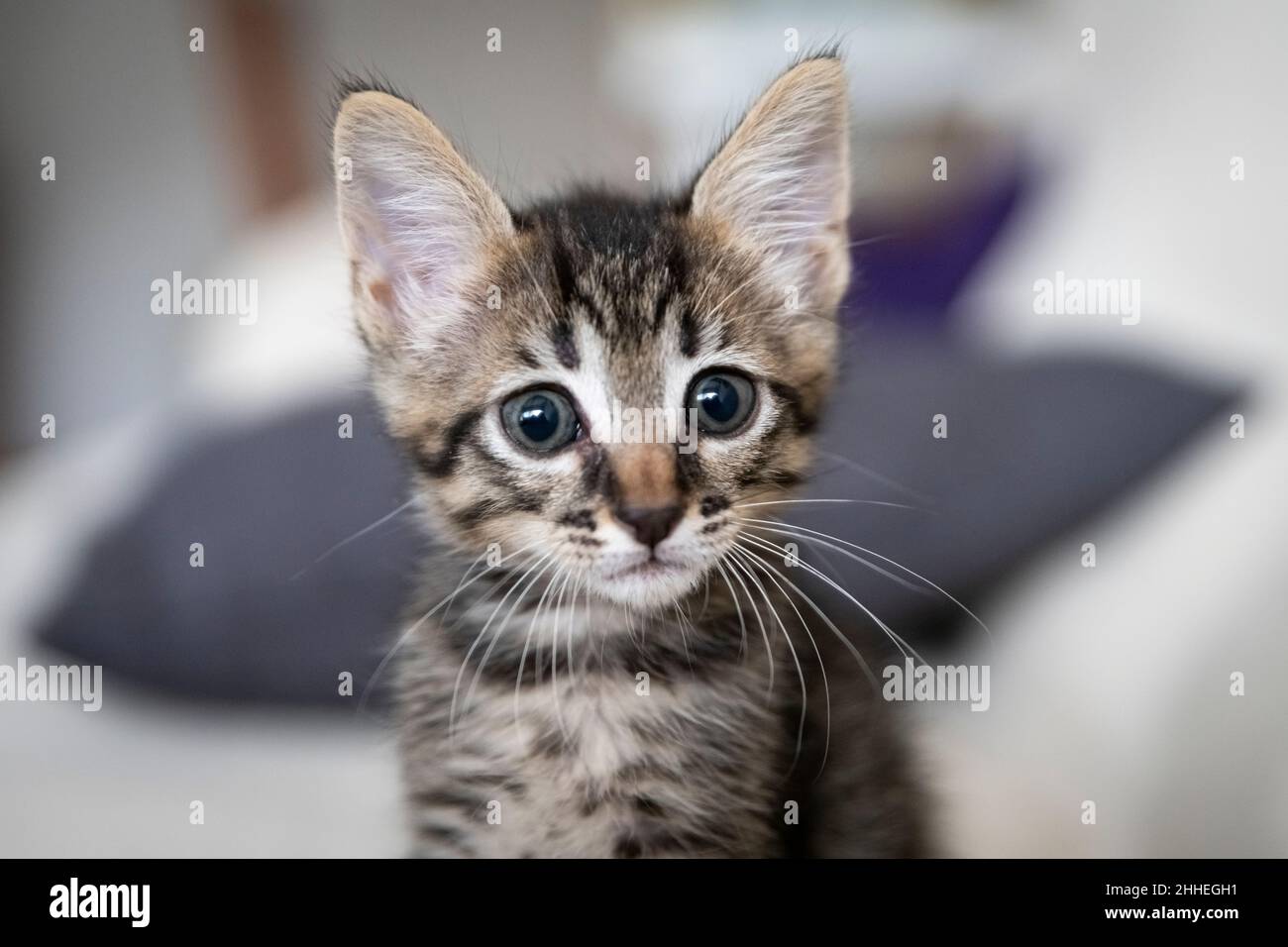 Gros plan d'un adorable chaton assis sur le canapé Banque D'Images