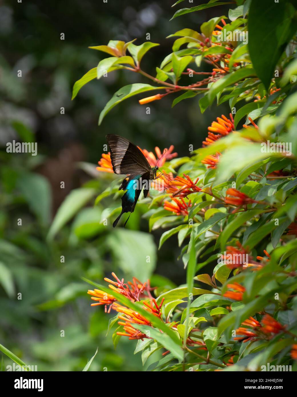 Un paon malabar aux couleurs vives (Bouddha Papilio) se nourrissant des fleurs du feu dans le jardin de Mangalore, en Inde.Un marais de couleur émeraude Banque D'Images