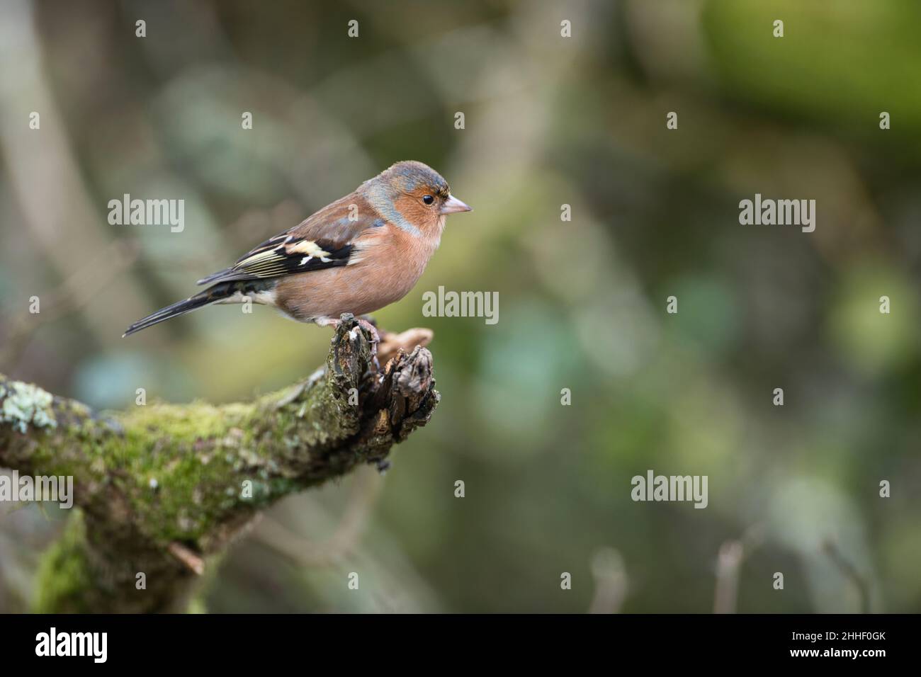 Chaffinch mâle (Fringilla coelebs) dans des couleurs d'hiver subdulées Banque D'Images