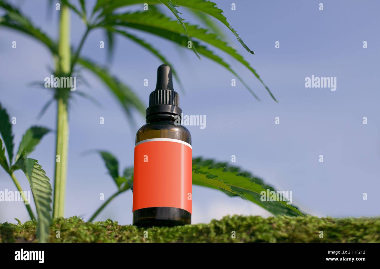 CBD extrait de chanvre, bouteilles d'huile de chanvre, concept de marijuana médicale, espace de copie.Petit poêlon, moqueuse.Étiquette vide. Banque D'Images