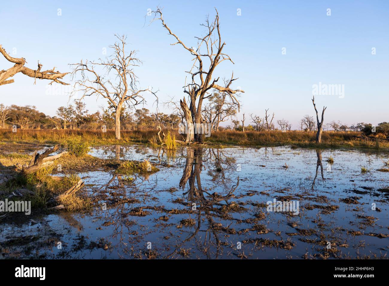 Paysage, terres humides, arbres reflétés dans l'eau calme Banque D'Images